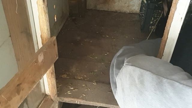 У кроликов тоже праздник)) Лиза готовится к окролу! смотреть онлайн