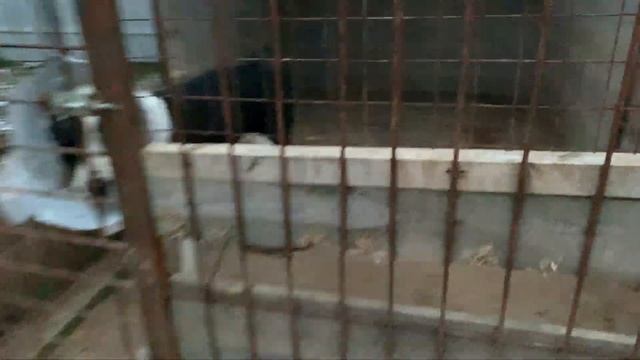 Алабай Чёрная Роза ? А мы идём на поправку!) Всем всех благ ☕️ смотреть онлайн