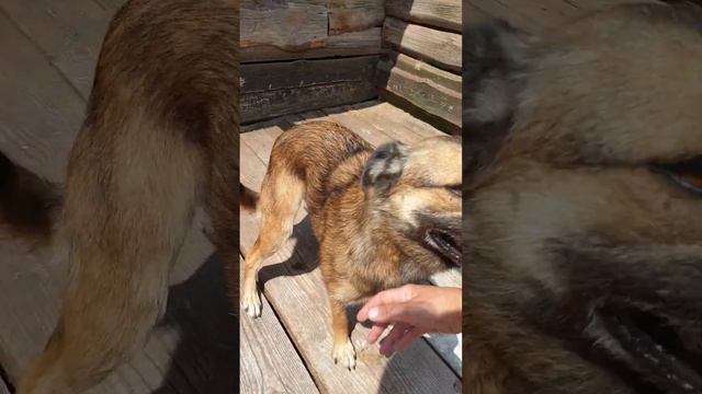 Потап и Изя - две из более чем трёх тысяч собак приюта для животных Сириус в Киевской области. #dog смотреть онлайн
