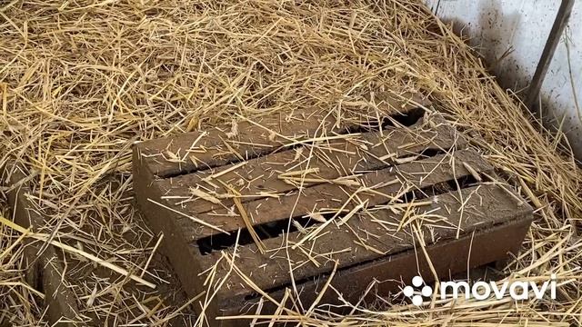 Ударили морозы -30 Утки в теплице без обогрева/ Холодно им? Подстилка для обогрева уток смотреть онлайн