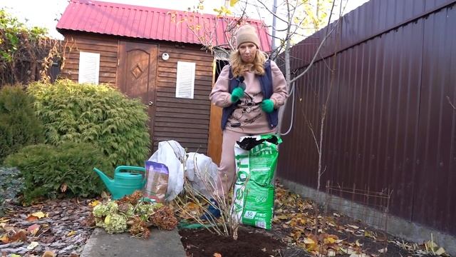 Как укрыть крупнолистную гортензию смотреть онлайн