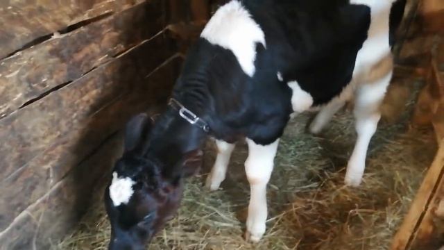 Подводим итоги !12 коров-12 телят!Обзор хозяйства в 29 рогатых голов! смотреть онлайн