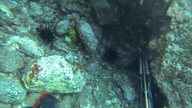 PESCA SUB TENERIFE - EL MEDANO смотреть онлайн