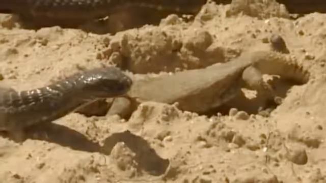 Best of Porcupine save Lizard from King Cobra Python vs Porcupine Aniamals Save Another Animals смотреть онлайн