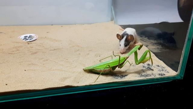 Mantis VS Cute Mouse смотреть онлайн