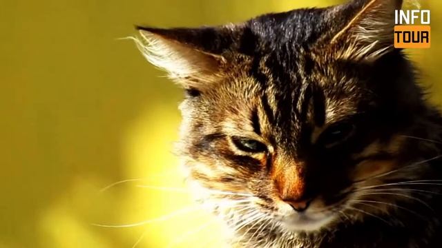 Чудесная планета Земля: красивые животные и природа + успокаивающая музыка для расслабления. смотреть онлайн