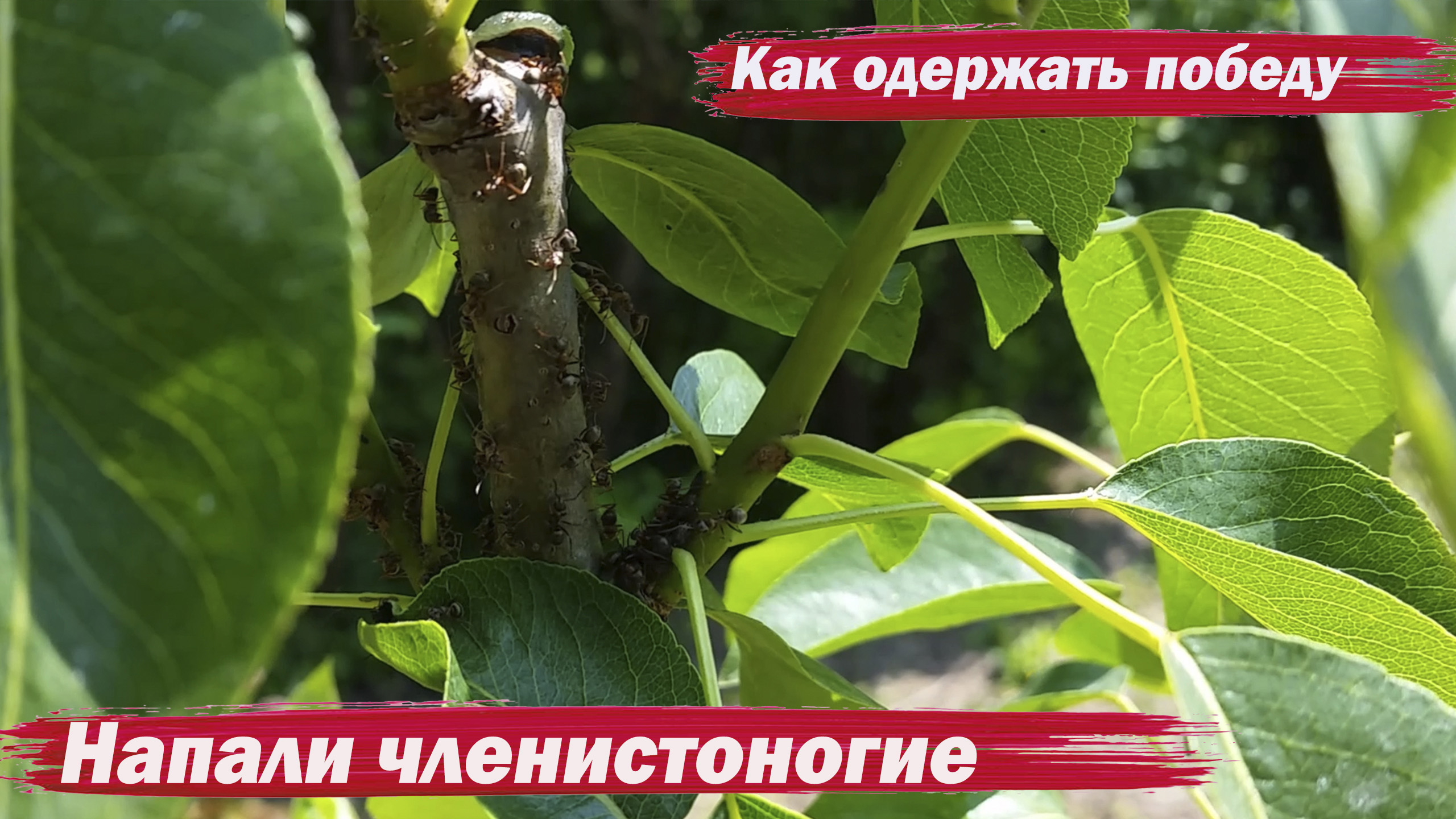 Борьба с муравьями смотреть онлайн