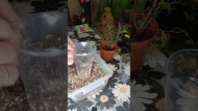 Фикус по Уценке смотреть онлайн