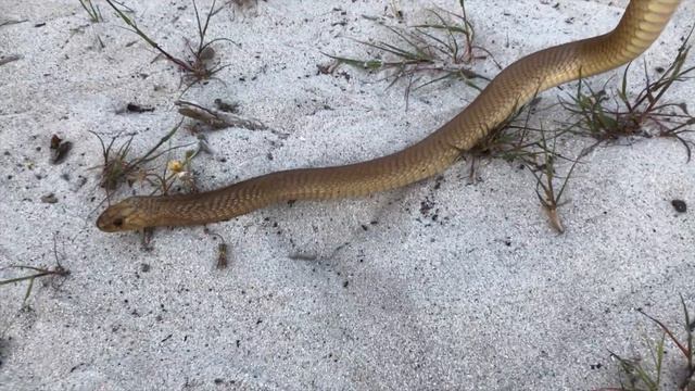 Cape Cobra near Parklands North (20181010) смотреть онлайн