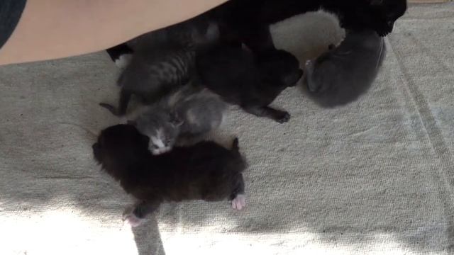 Котятам две недели. Открыли глазки! смотреть онлайн