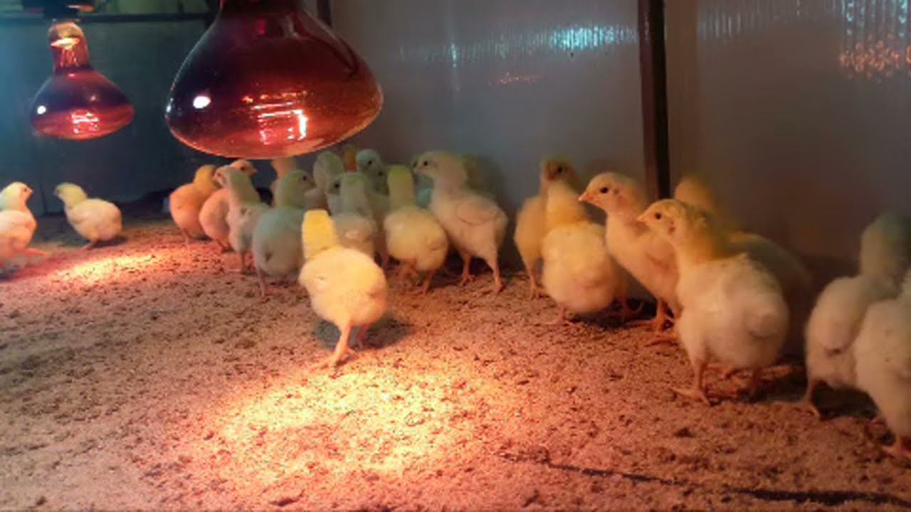 Kobb 500 Утренний эфир четвертого дня смотреть онлайн