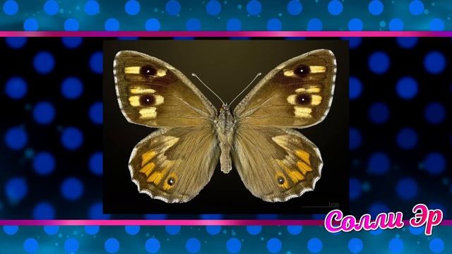 ПОЧЕМУ ОНИ АГРЕСТЫ смотреть онлайн