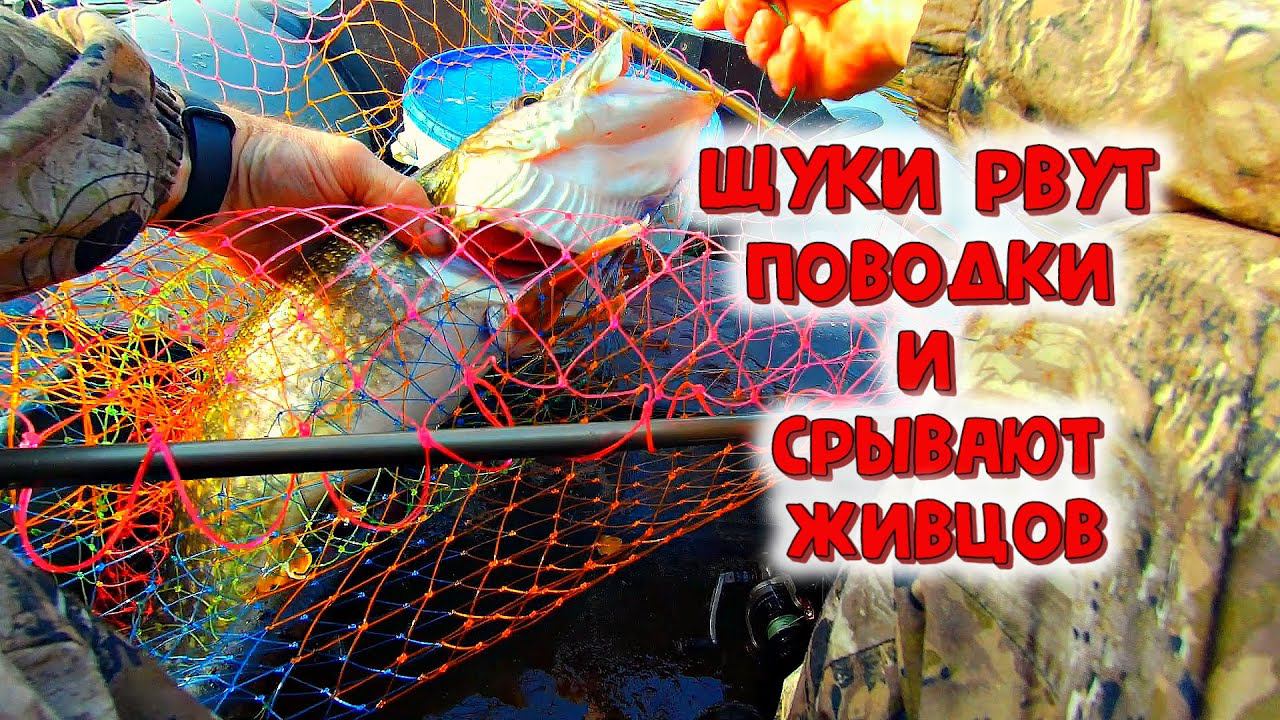 ✔ Щуки снова срывают живцов и перекусывают поводки Осенняя рыбалка на хищника смотреть онлайн