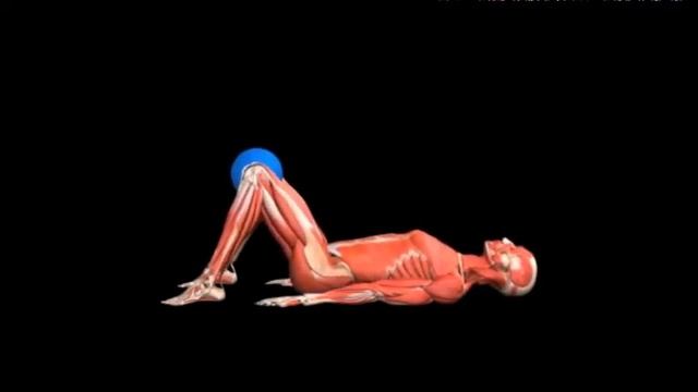Подъемы таза лежа на спине с мячом Medicine Ball Pelvis Press смотреть онлайн
