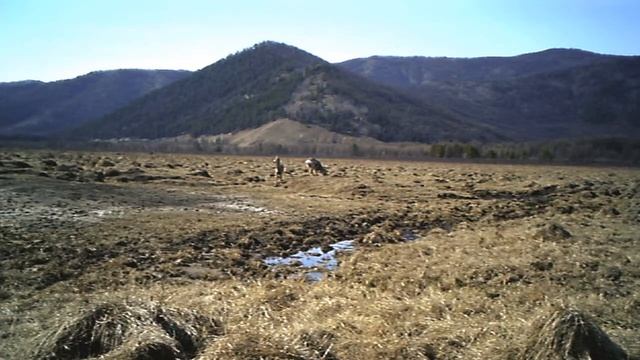 Кадры с фотоловушки. Местность Ковыли. смотреть онлайн