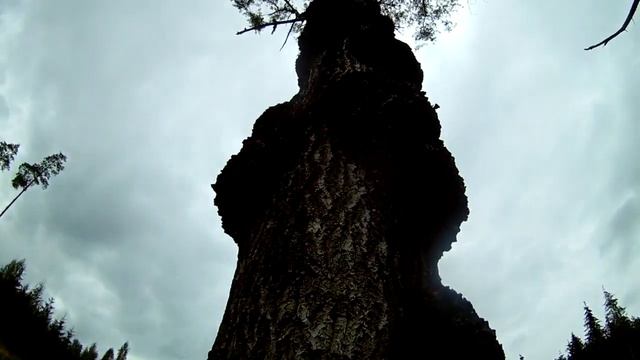 MUSHROOM Грибы 4 TEGE 2021 смотреть онлайн