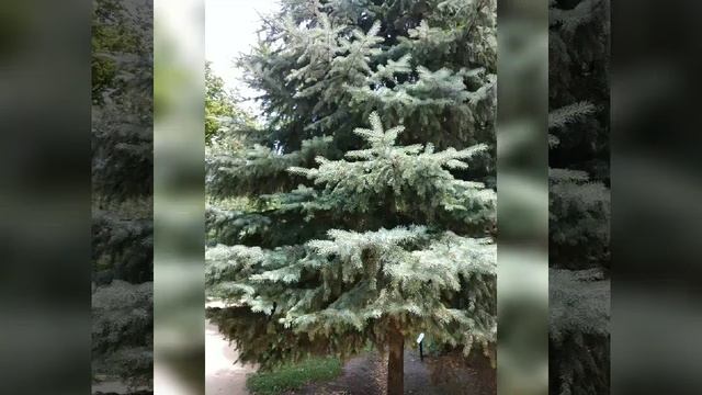 АСКАНИЯ НОВА ЗАПОВЕДНИК. смотреть онлайн