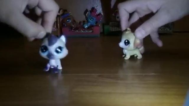 Игра правда или действие с петами 🐶🐘 смотреть онлайн