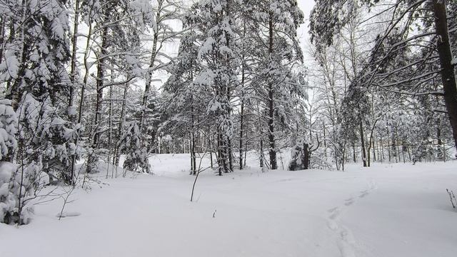 Заснеженный лес. ч.5. Январь 2024 смотреть онлайн