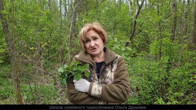 Крапива не только обжигает! смотреть онлайн