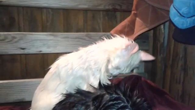 Приколы! С легким паром смотреть онлайн