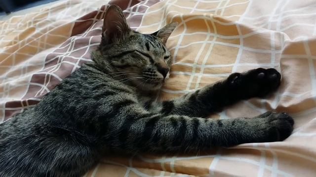 Кошки-креветки смотреть онлайн