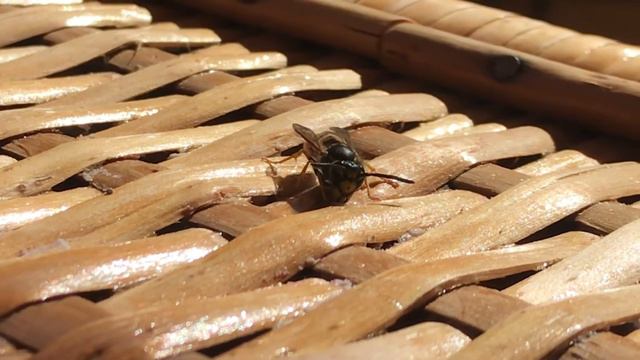 Wasp eating / Оса ест сахар смотреть онлайн