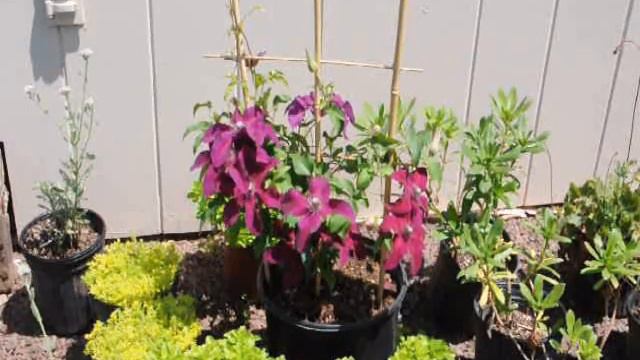 The Climbing Vine Clematis смотреть онлайн
