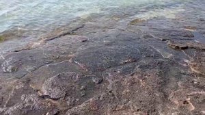 Пляж отеля Regency plaza aqua park 5*.