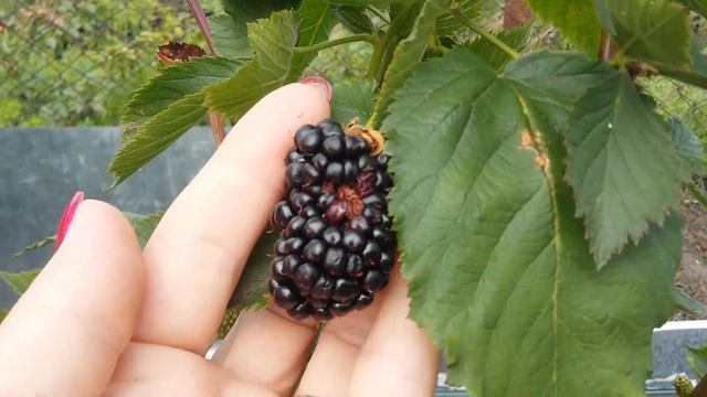 Натчез. Ранний безшипый сорт ежевики с очень крупной и сладкой ягодой смотреть онлайн