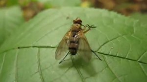 Муха чистит лапки