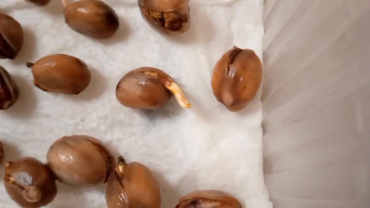 Иранская фисташка Акбари на 3 день после стратификации | Small Gardens