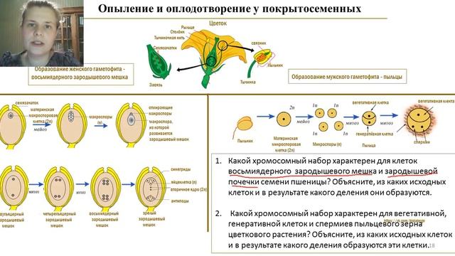 ЕГЭ_Биология. Часть 2. Чередование поколений у покрытосеменных. Гаметофит и спорофит