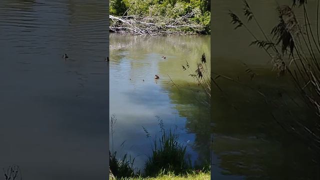 Остров Солнечный На берегу реки Кубань можно найти тихое уютное местечко смотреть онлайн