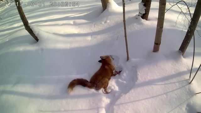 Загонная охота на лису