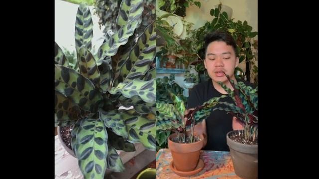 Calathea Lancifolia Plant Care - PLANTSERIE смотреть онлайн