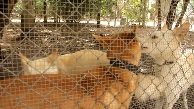 Австралийский динго / Dingo (Australian Native Dog) смотреть онлайн