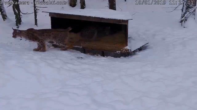 Рыси.Ку́усамо.Финляндия. смотреть онлайн