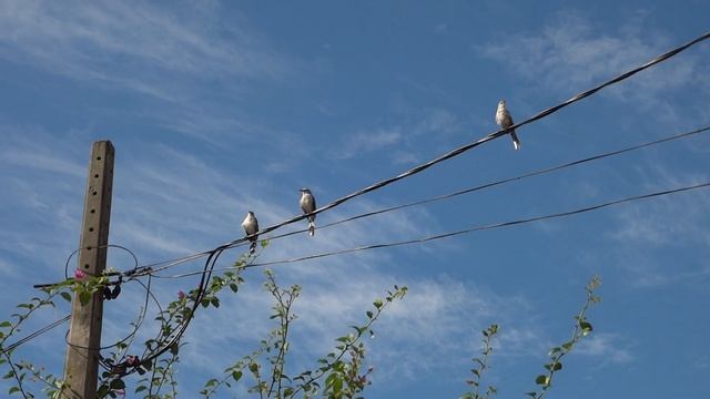 Teste video Sony WX7 смотреть онлайн