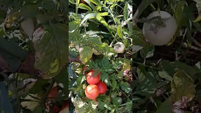 Помидоры без теплицы смотреть онлайн