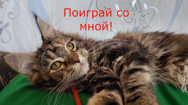 Мейкун котенок из питомника смотреть онлайн