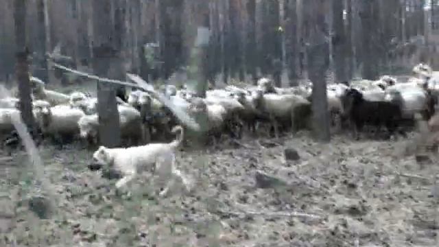 3 в пастухе.wmv смотреть онлайн