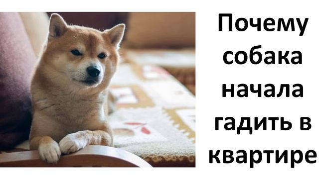 Почему собака начала гадить в квартире смотреть онлайн
