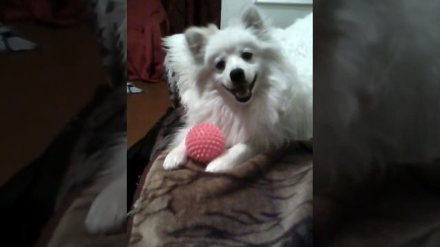 Мой немецкий шпиц