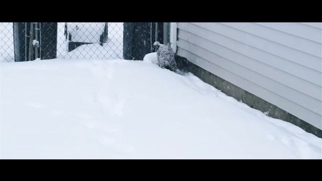 Canon 600D (T3I) Video Test W/Color Grading смотреть онлайн