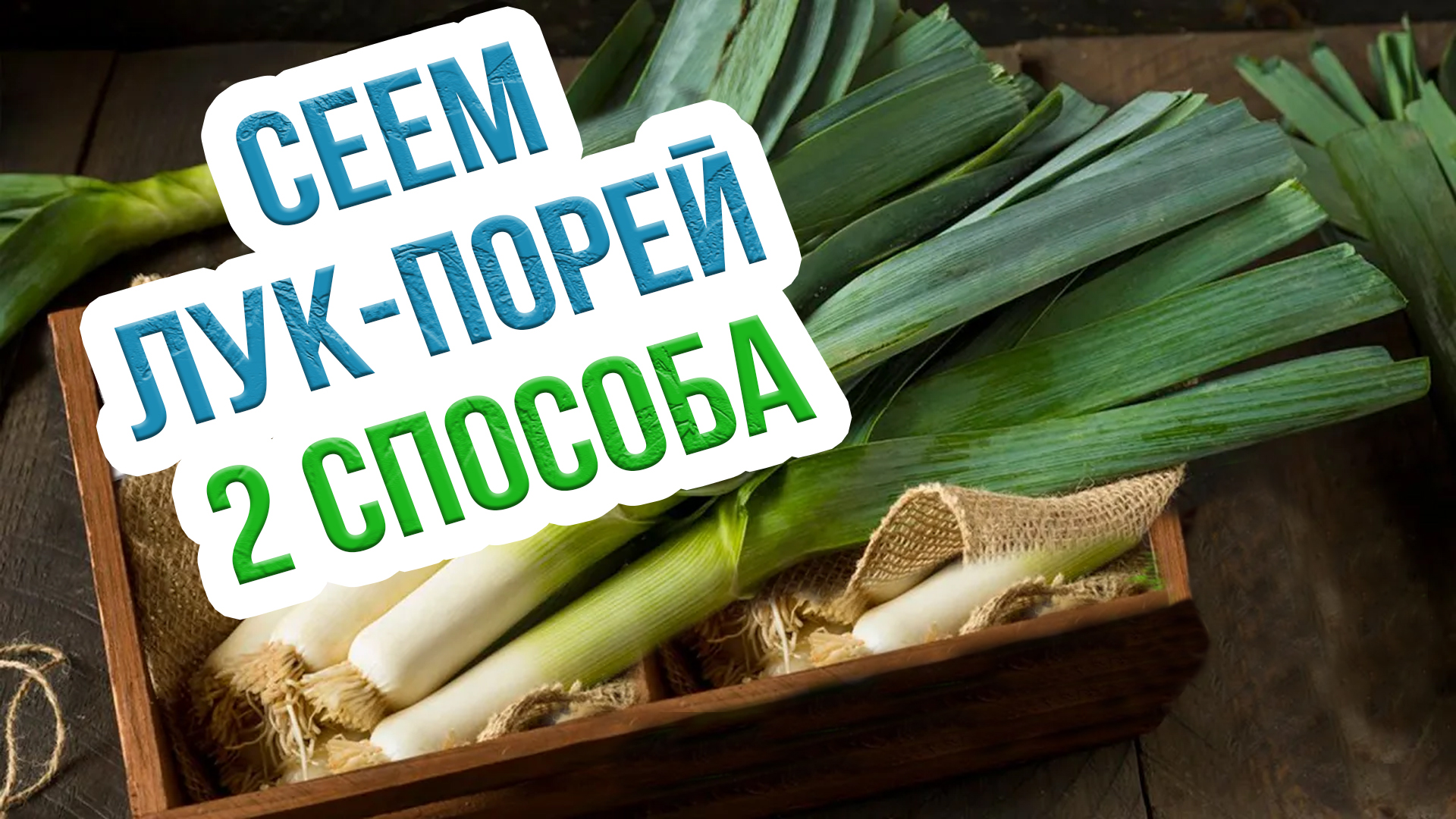 Лук-порей на рассаду. Стресс для порея! смотреть онлайн