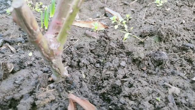 Ужасы зимовки моих роз. Резать все под ноль? смотреть онлайн