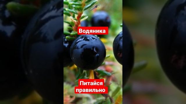 Водяника (шикша) #здоровоепитание #питайсяправильно смотреть онлайн