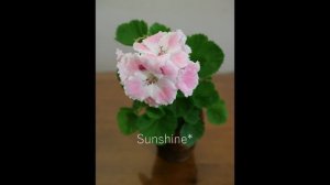 Regal Pelargonium Joan Morf  리갈 조안모프