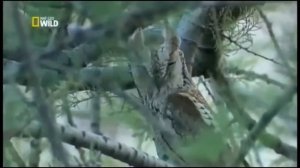 Боевая музыка -  Кельтская Волынка